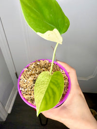 Monstera Deliciosa White Tear (Non TC)