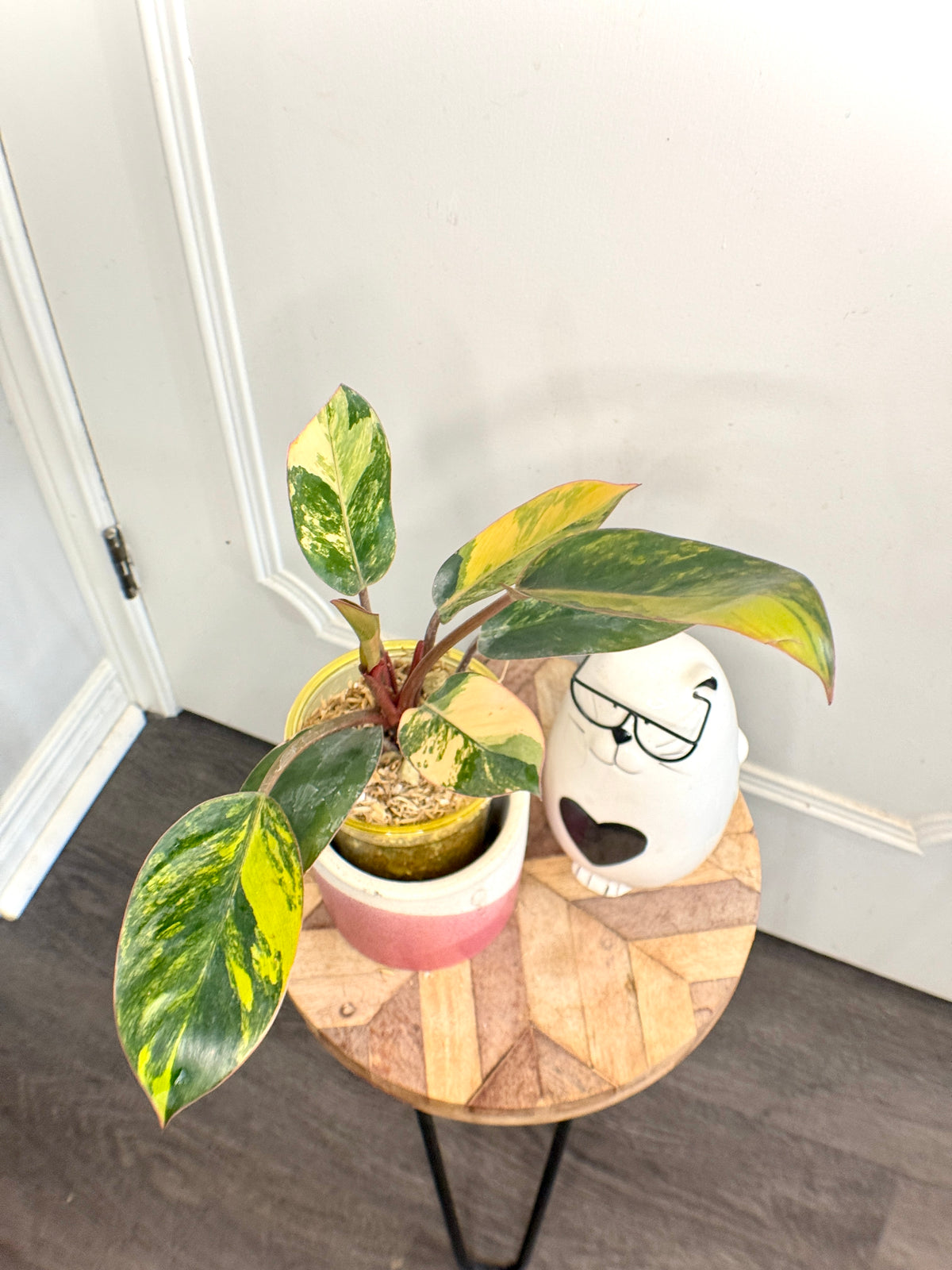 Philodendron Red Congo Variegated