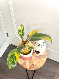 Philodendron Red Congo Variegated