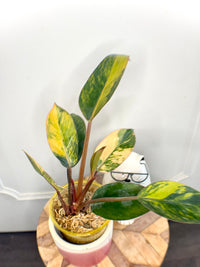 Philodendron Red Congo Variegated