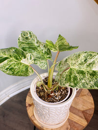 Philodendron Emerald Ice