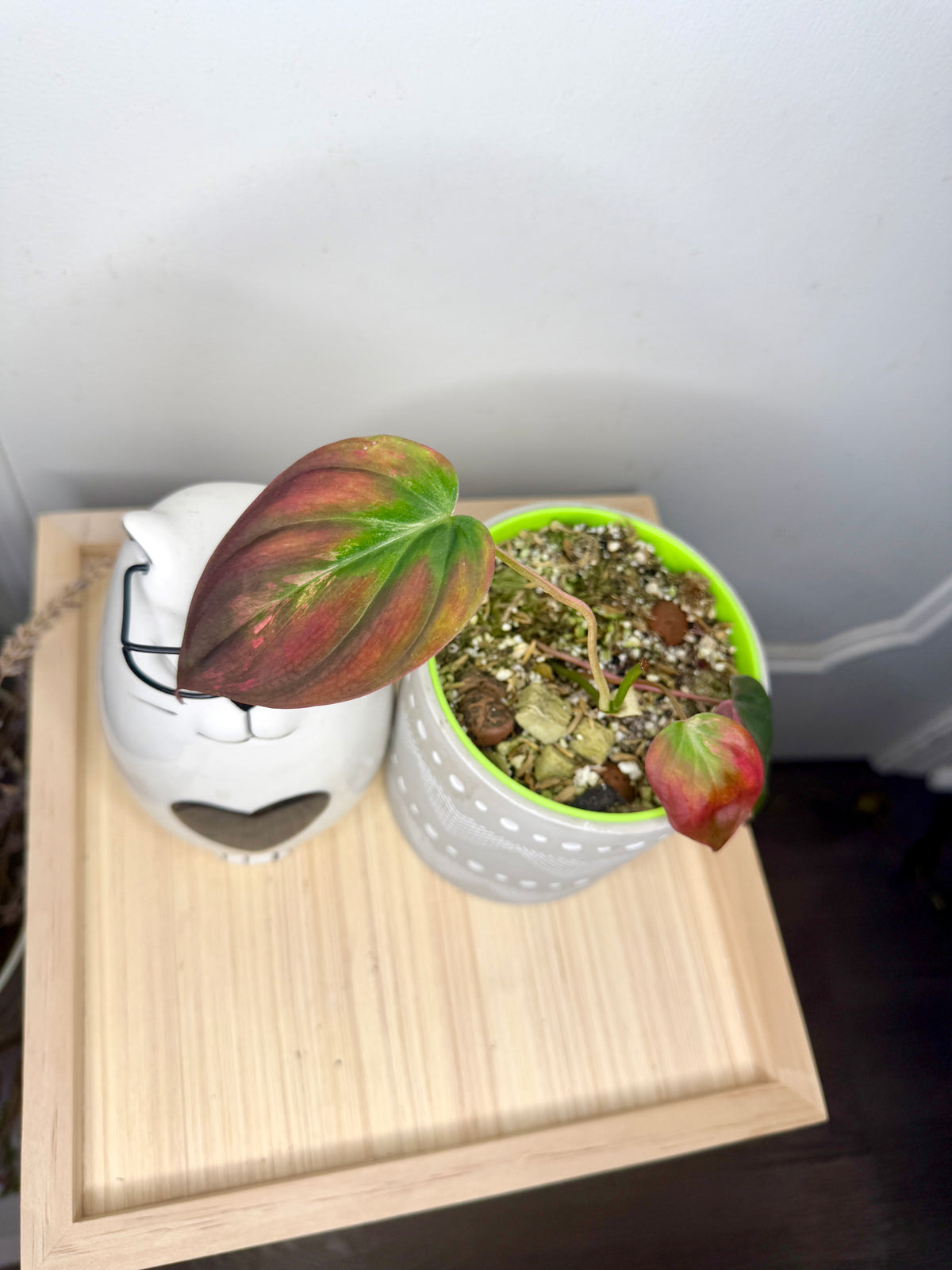 Philodendron Pink Micans