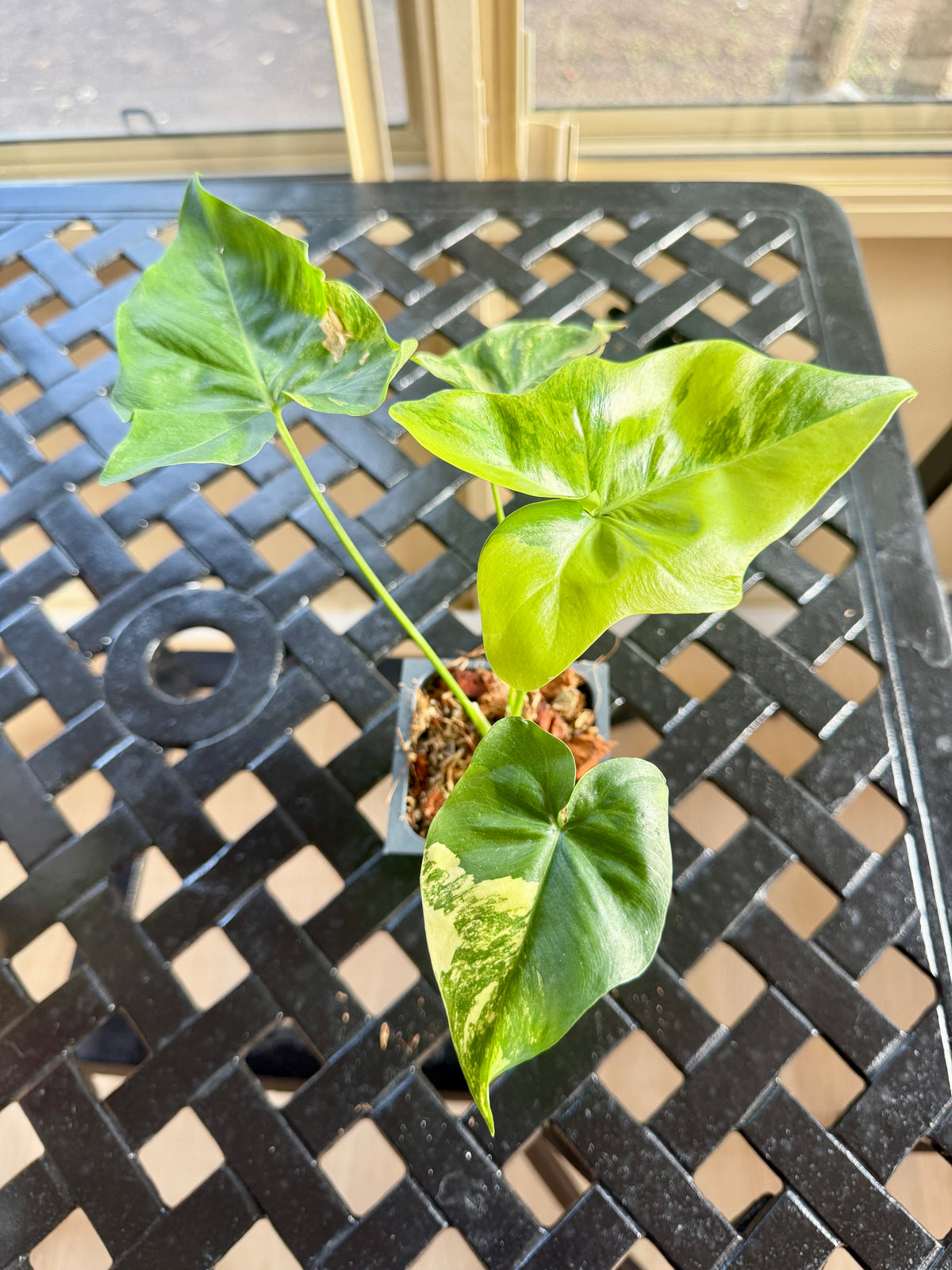 Philodendron Angela Variegated