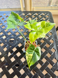 Philodendron Angela Variegated