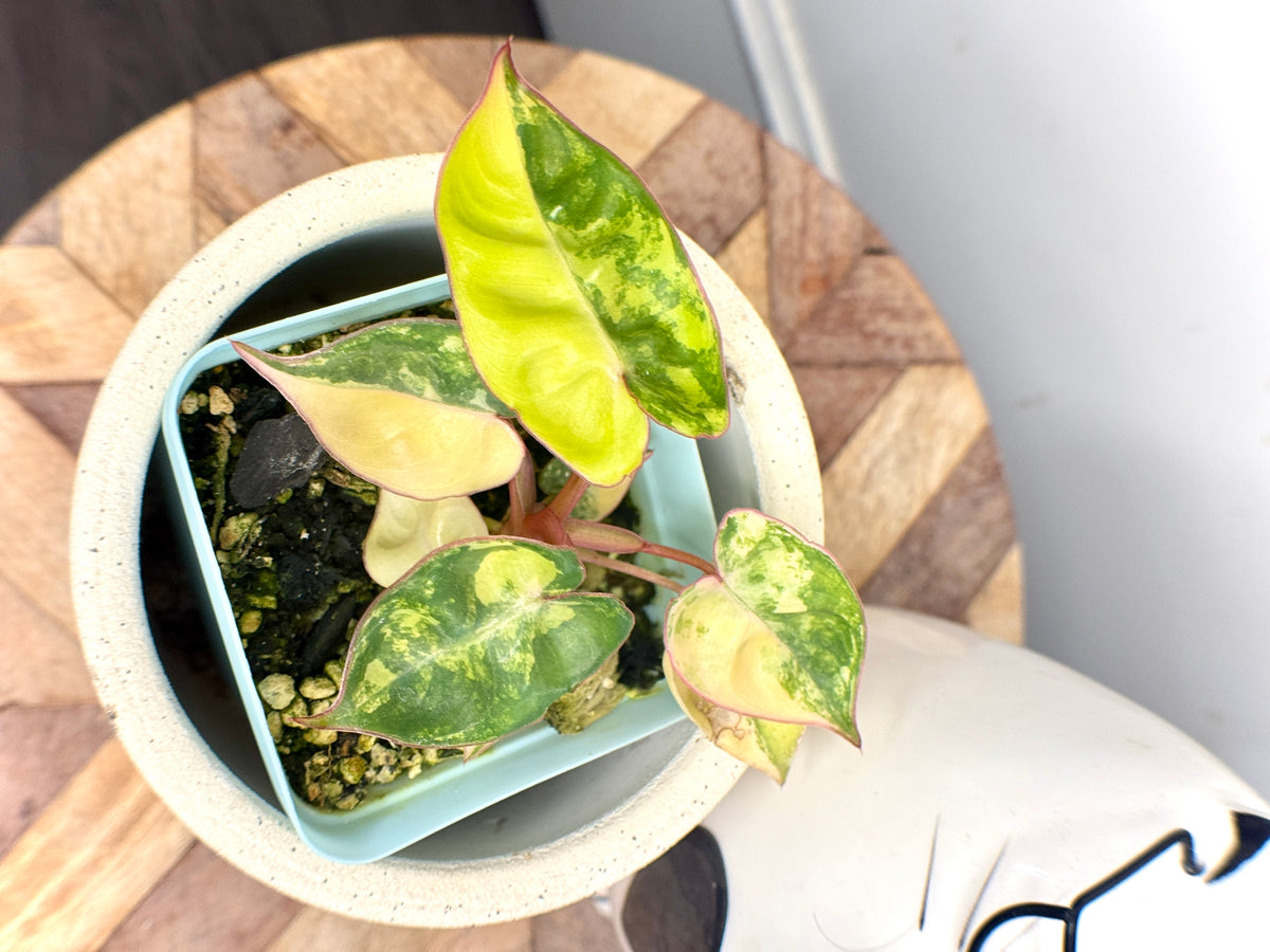 Philodendron Billietiae Variegated