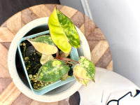 Philodendron Billietiae Variegated