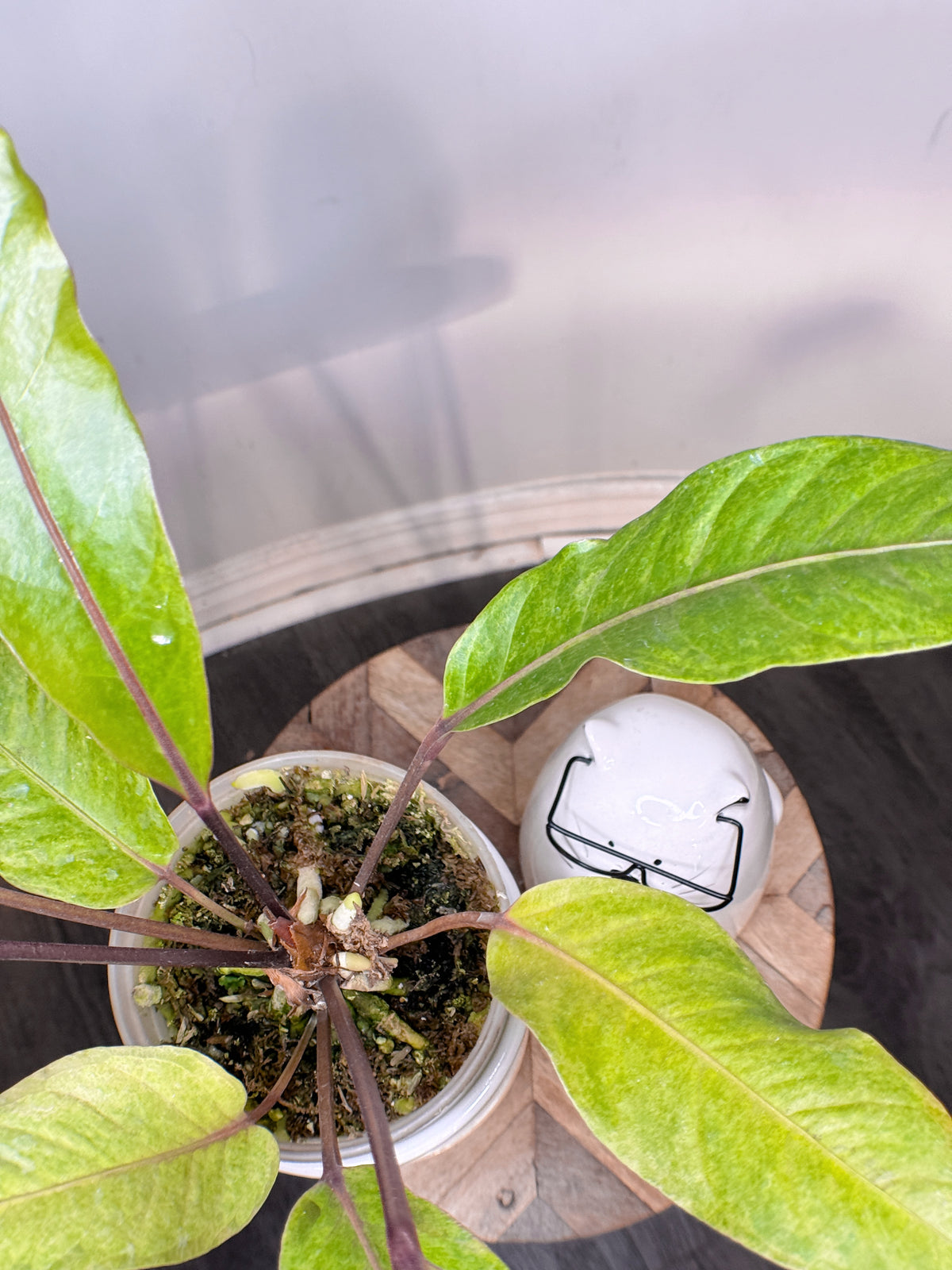 Anthurium Hookeri Variegated