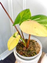 Homalomena Rubescen Tricolour