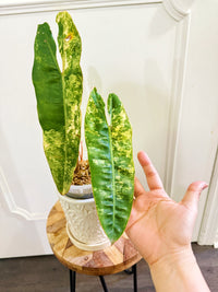 Philodendron Billietiae Variegated