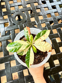 Arabica Coffee Tree Variegated