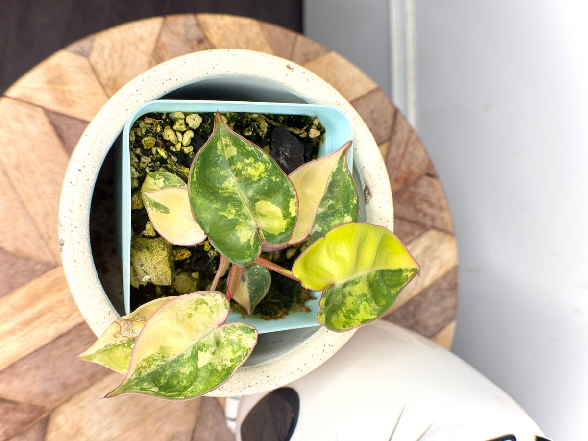 Philodendron Billietiae Variegated