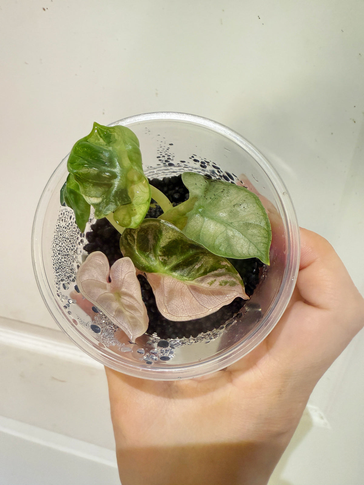 Alocasia Pink Heart Balloon