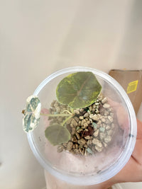 Alocasia Azlanii Aurea