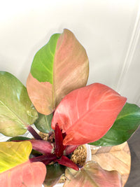 Philodendron Red Cherry Variegated
