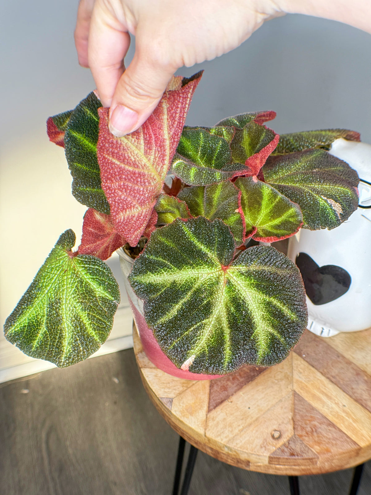 Begonia Soli Mutata Variegated