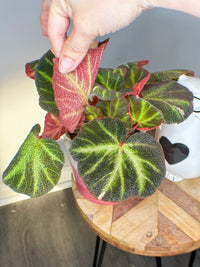 Begonia Soli Mutata Variegated