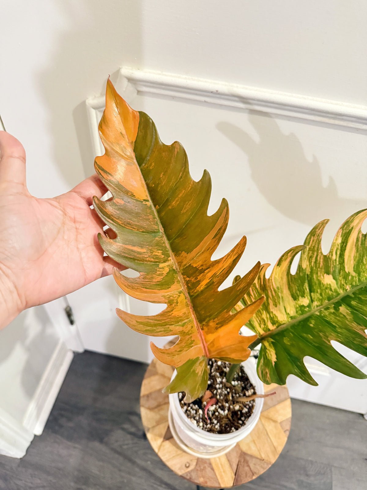 Philodendron Caramel Marble