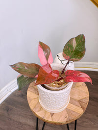 Philodendron Fire Princess