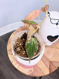 Philodendron Micans Pink