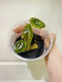 Alocasia Azlanii Aurea