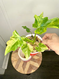 Philodendron Selloum Aurea