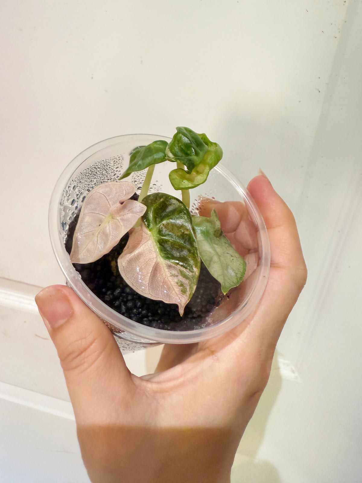 Alocasia Pink Heart Balloon