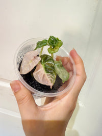 Alocasia Pink Heart Balloon