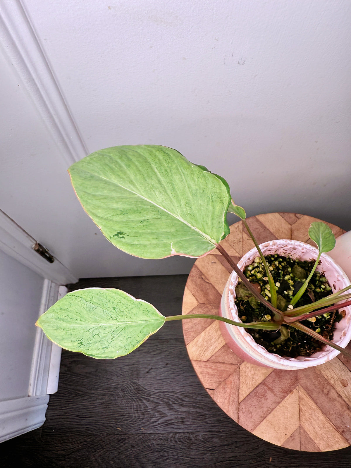 Homalomena Mutant Pink Stardust