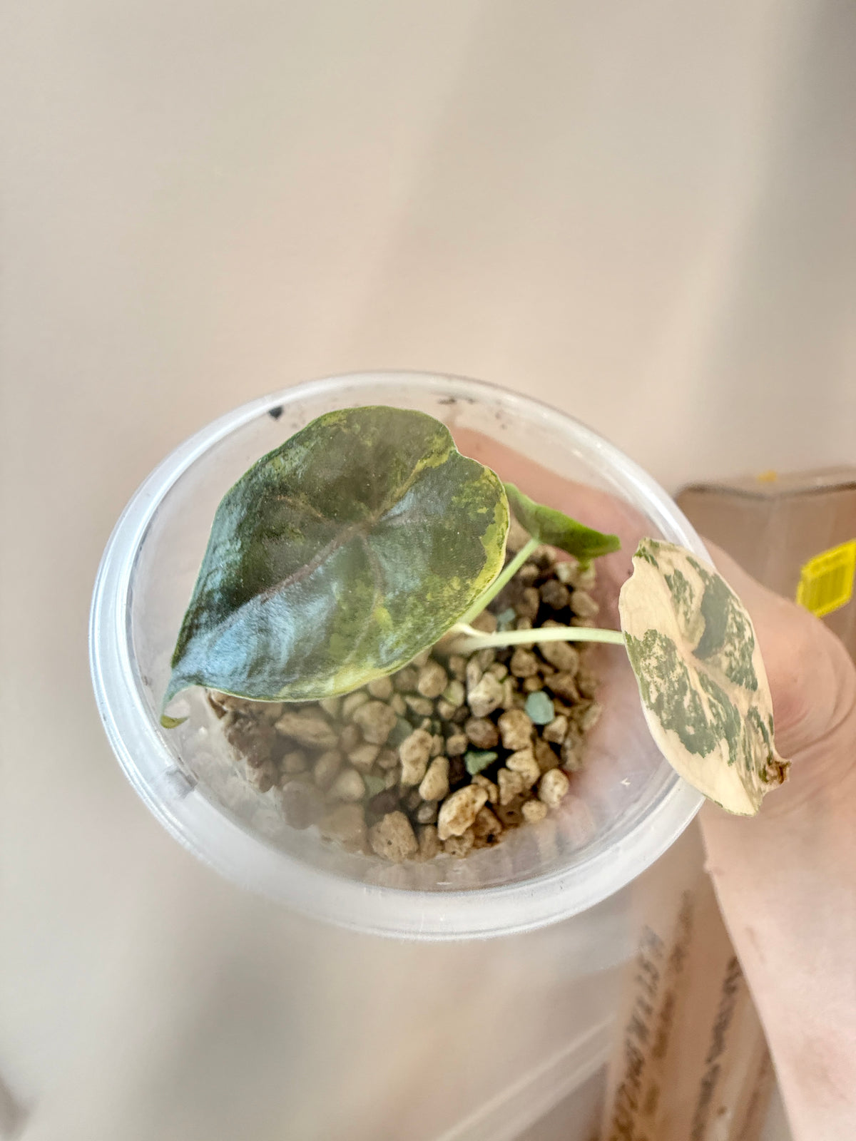 Alocasia Azlanii Aurea