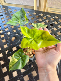 Philodendron Angela Variegated