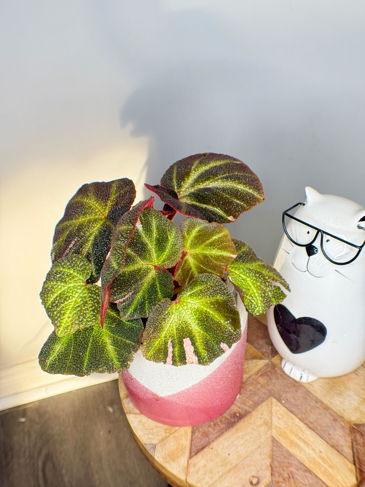 Begonia Soli Mutata Variegated