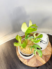 Rhaphidophora Tetrasperma Albo