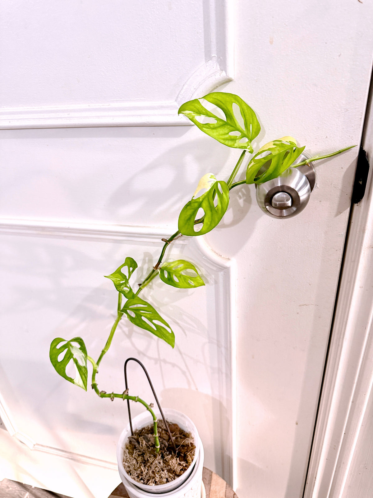 Monstera Adansonii Albo