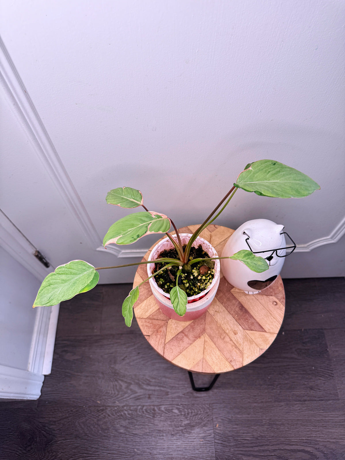 Homalomena Mutant Pink Stardust