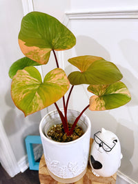 Homalomena Rubescen Tricolour XL