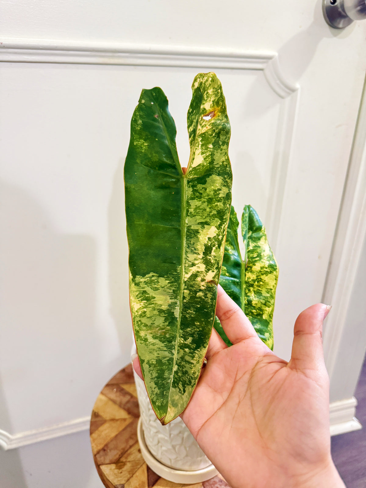 Philodendron Billietiae Variegated