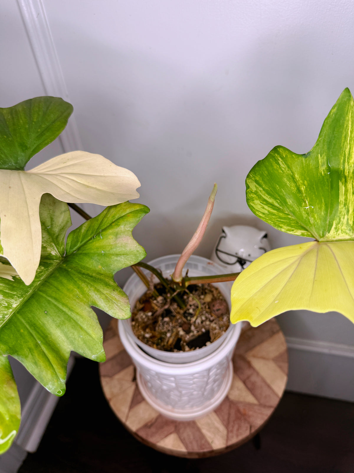 Philodendron Florida Beauty x Mayoi