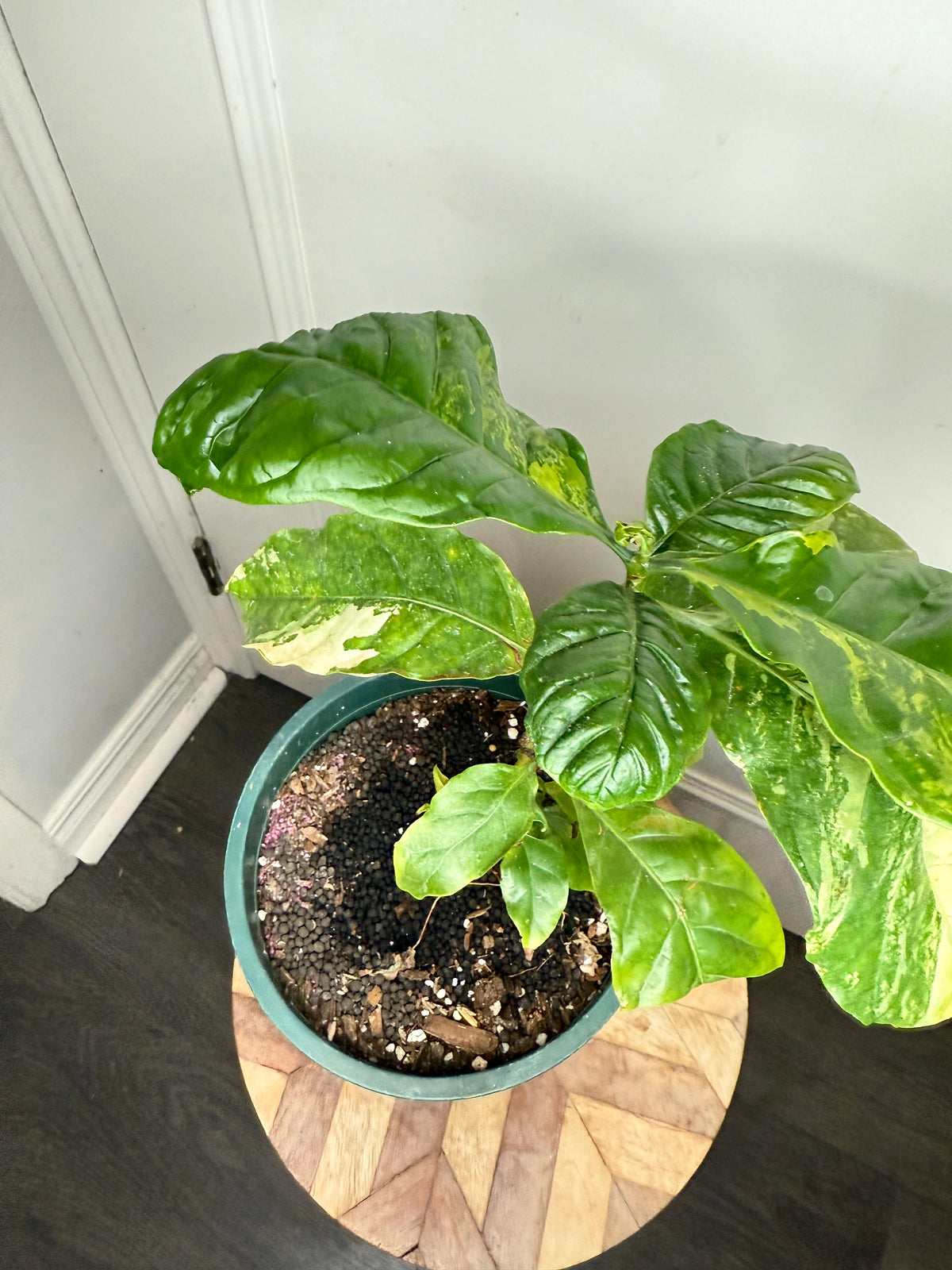 Arabica Coffee Tree Variegated