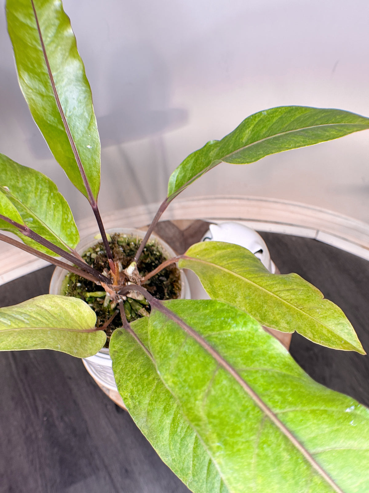 Anthurium Hookeri Variegated