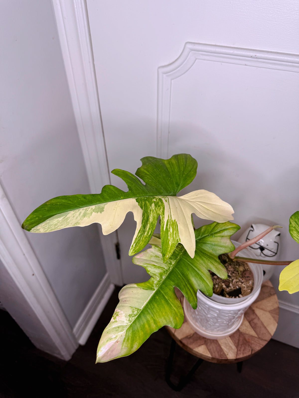 Philodendron Florida Beauty x Mayoi