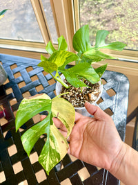 Rhaphidophora Tetrasperma Aurea