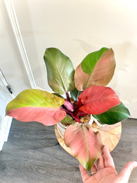 Philodendron Red Cherry Variegated