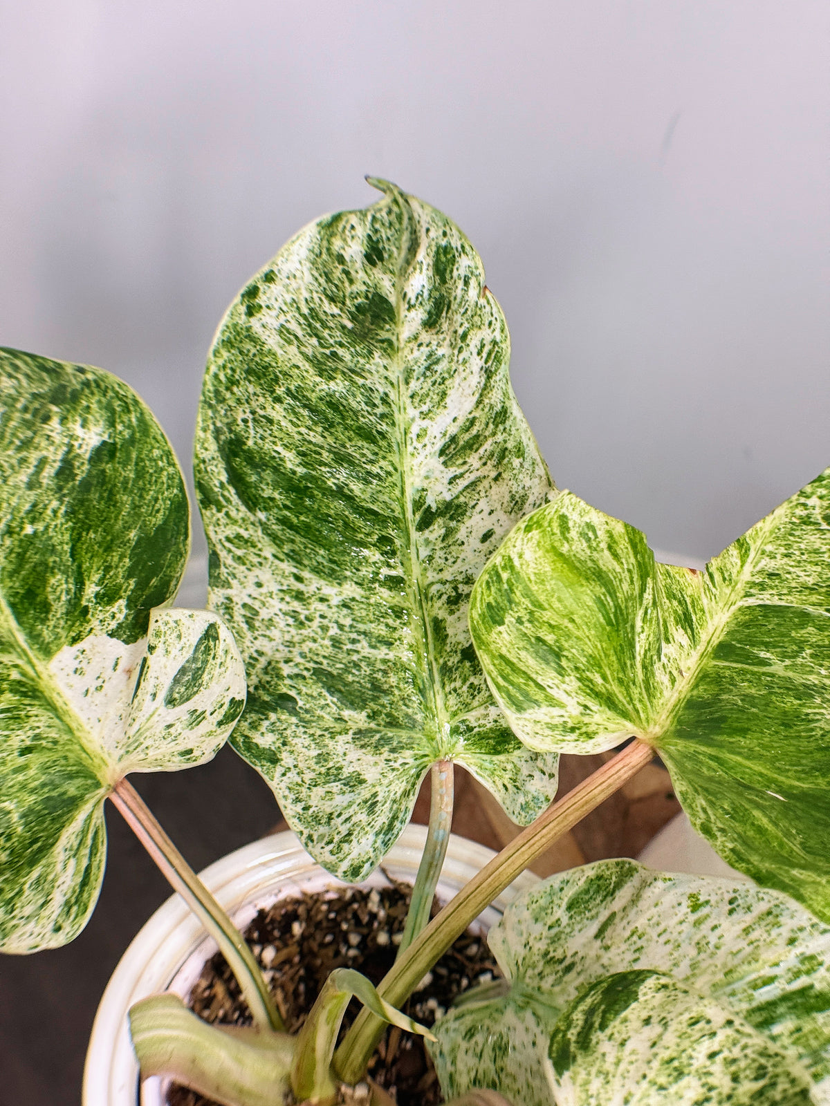 Philodendron Emerald Ice