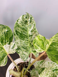 Philodendron Emerald Ice