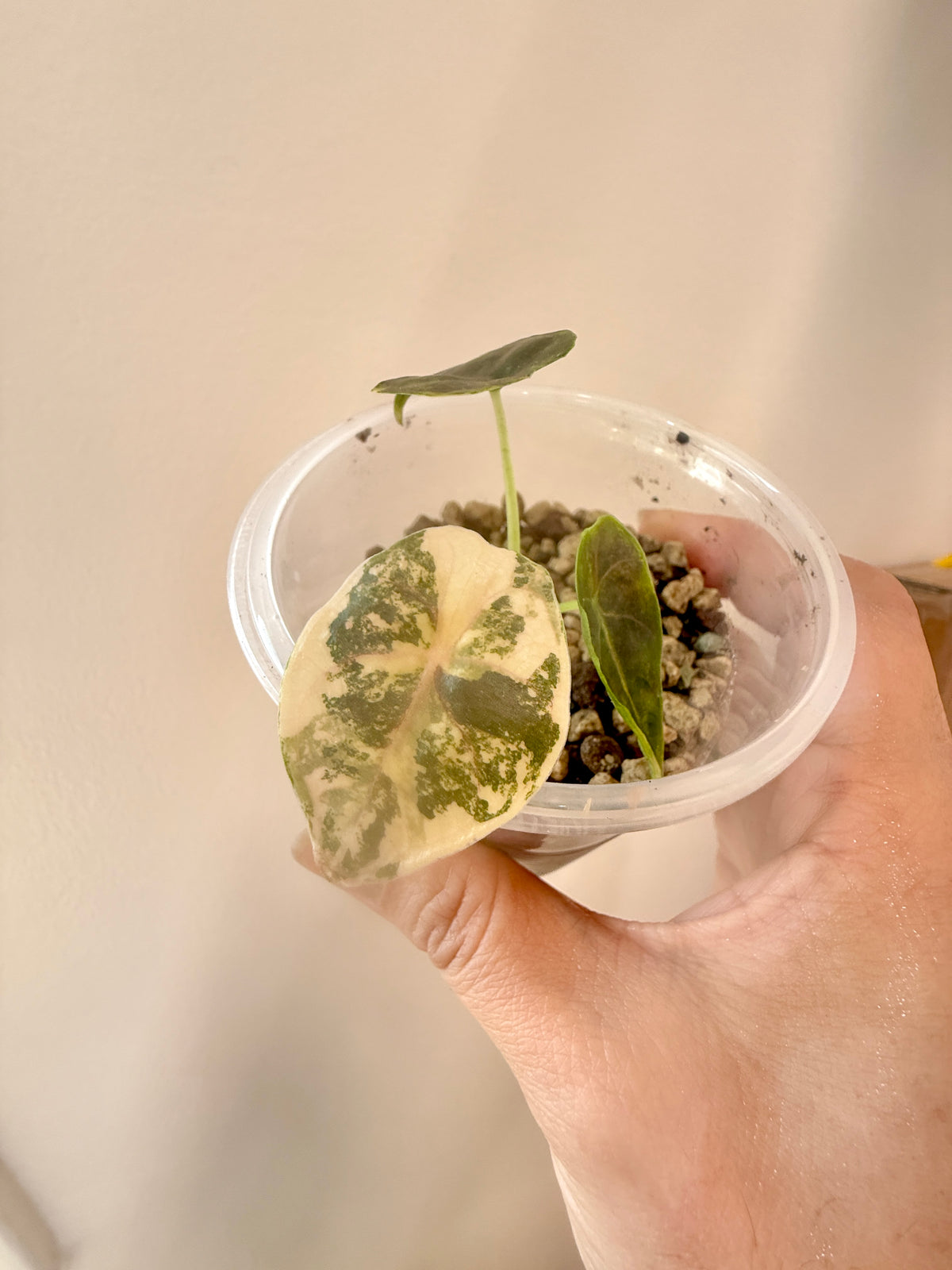 Alocasia Azlanii Aurea