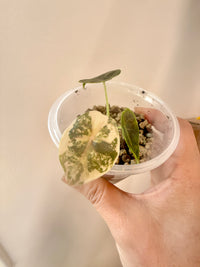 Alocasia Azlanii Aurea