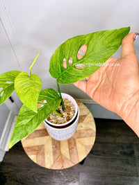 Monstera Laniata Mint