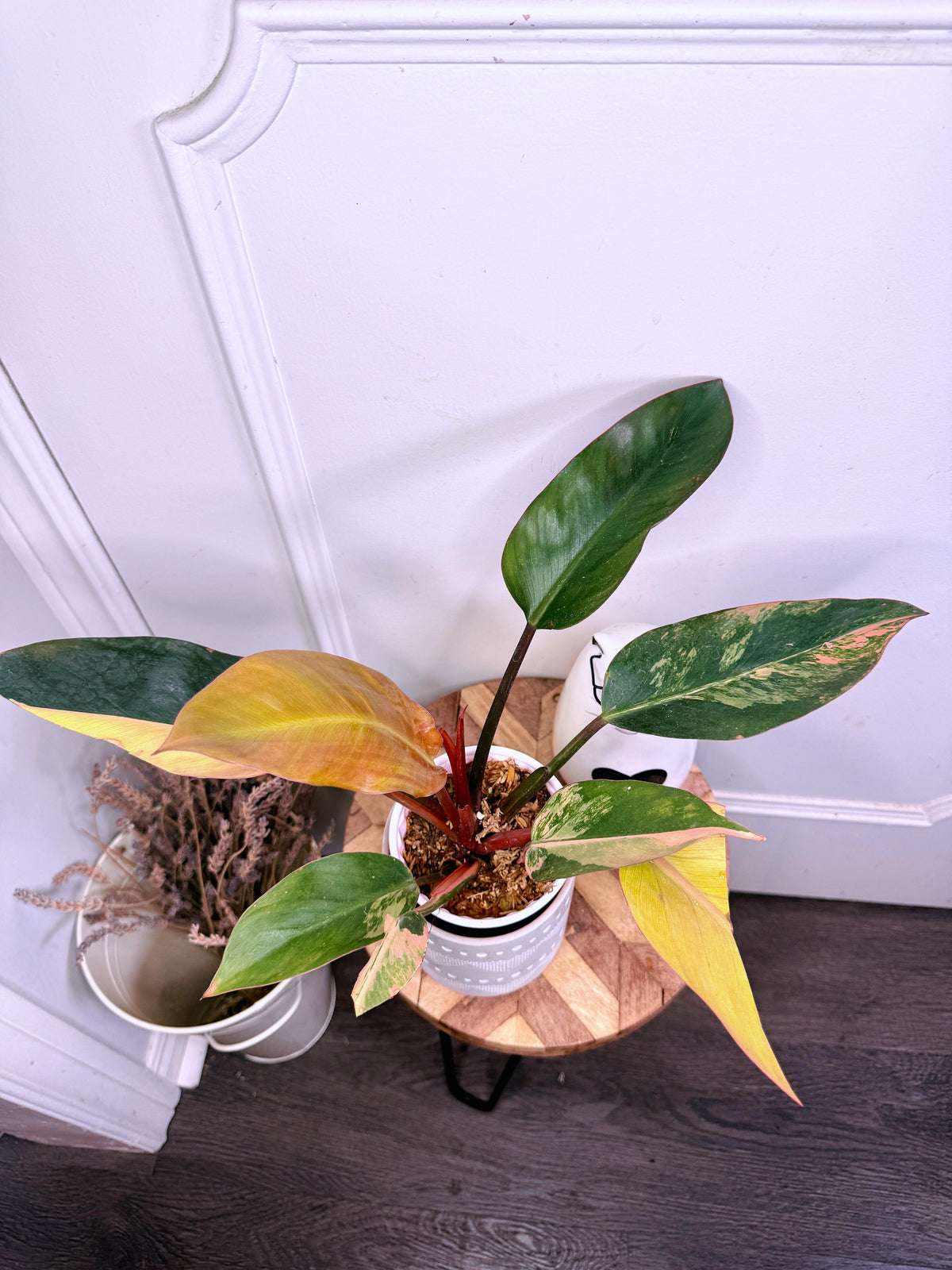 Philodendron Red Congo Variegated