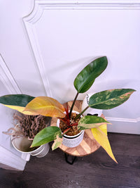 Philodendron Red Congo Variegated