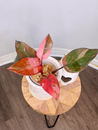 Philodendron Fire Princess